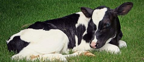 Veterinary Care on Dairy Farms | Oklahoma State University