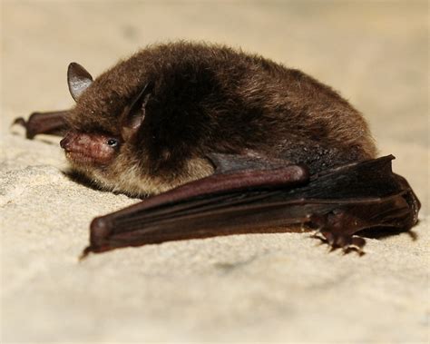 Daubenton's bat (Mammals of Serbia - guide) · iNaturalist