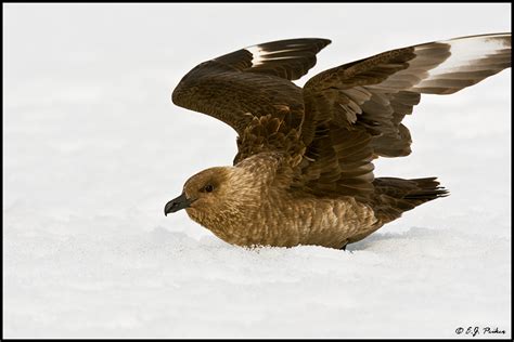 Brown Subantarctic Skua