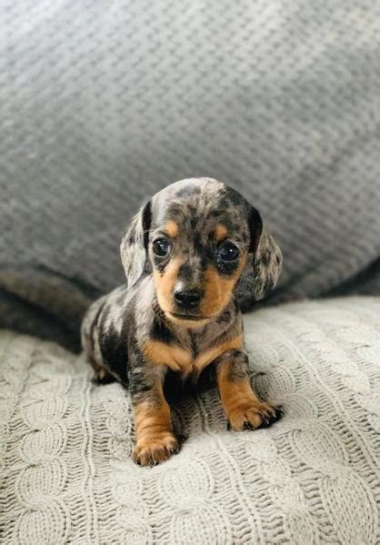 Teacup Dachshund Puppies : Pin On Puppies / The teacup dachshund takes ...