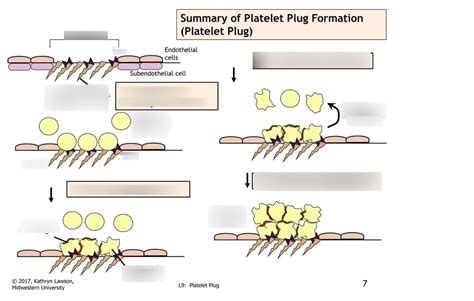 Primary Hemostasis (Platelet Plug Formation) Diagram | Quizlet