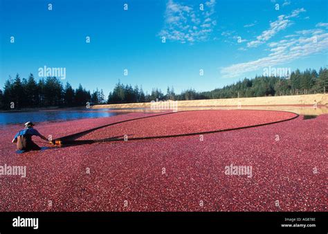 Cranberry Harvest Stock Photo: 1083277 - Alamy