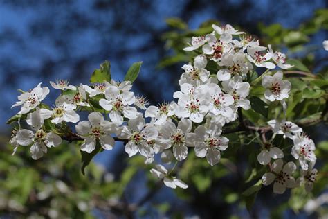 Identification of the Callery or Bradford Pear