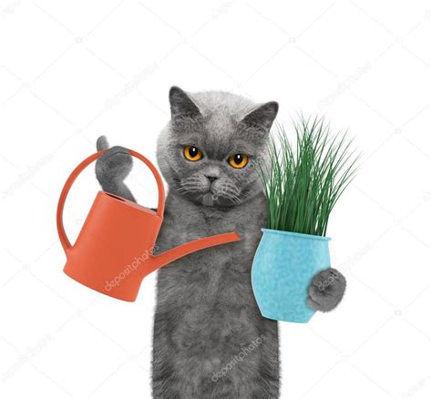 Cute gardener cat with flower and watering can isolated on white ...