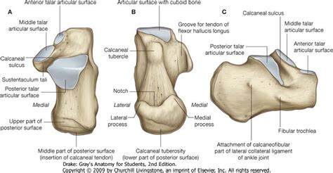 Talus Anatomy - Anatomy Book