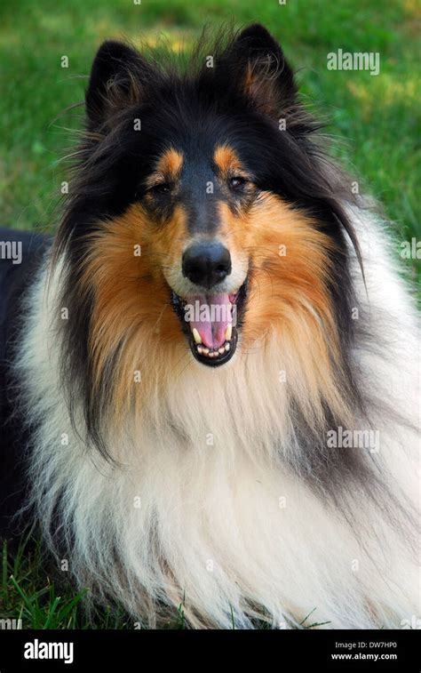 Tri color Rough Collie Stock Photo - Alamy