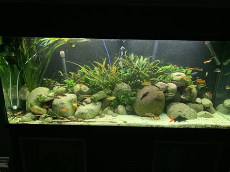 125 Gallon River Rock Community : Aquariums