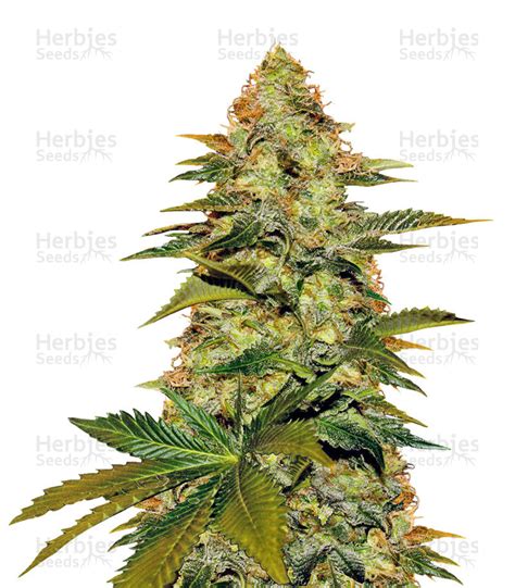 Buy Blue Venom feminized seeds by G13 Labs - Herbies