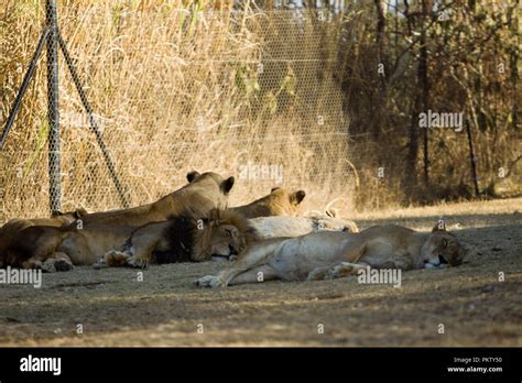 lion park in johannesburg in south africa Stock Photo - Alamy