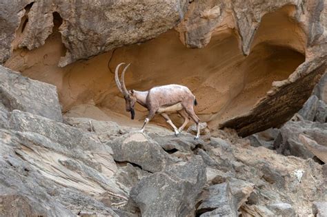 Premium Photo | Ibex or mountain goat in the habitat mountain goat or ...