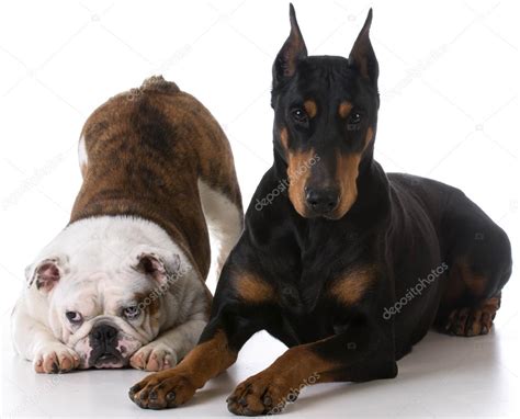 Bulldog and doberman together Stock Photo by ©willeecole 79294008