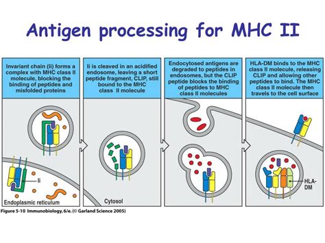 PPT - Antigen presentation to T lymphocytes Chapter 5 PowerPoint Presentation - ID:662019