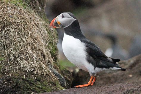 Alcidae Auks - Adelaide Ornithologists' Club