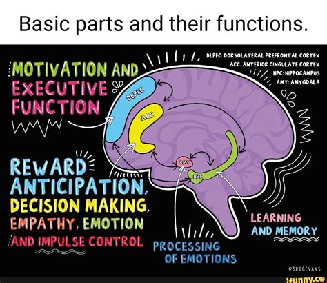 Basic parts and their functions. I DLPFC: DORSOLATERAL PREFRONTAL ...