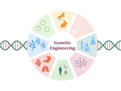 What Is Genetic Engineering?- Definition, Types, Process And Application