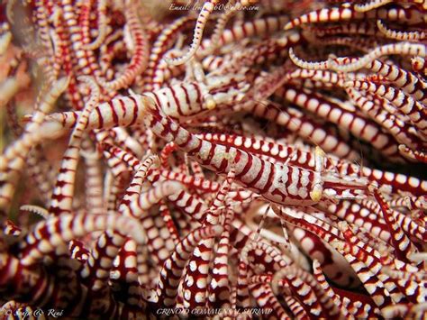 Feather Stars (crinoids) and their look-alike camouflaged shrimp!! | Look alike, Stars, Feather