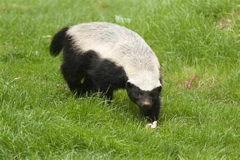 Ratel, honey badger – the bravest animal in the world | DinoAnimals.com