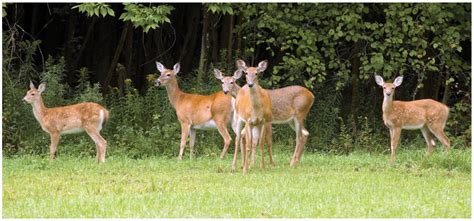 Are deer in COVID’s crosshairs? - AgriLife Today