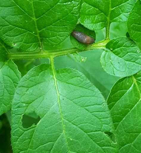 Snails & Slugs in the Home Garden | Home & Garden Information Center