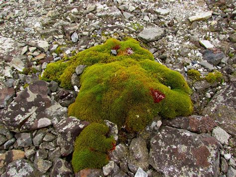 File:Antarctic Moss.jpg - Encyclopedia Westarctica