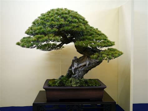 Bonsai Japan :: Japanese white pine