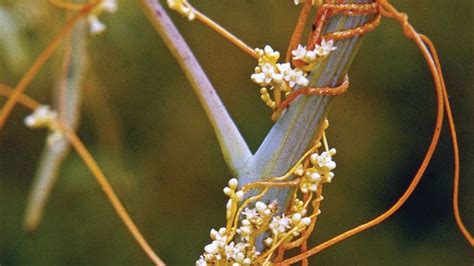 dodder | Description, Parasitism, & Facts | Britannica