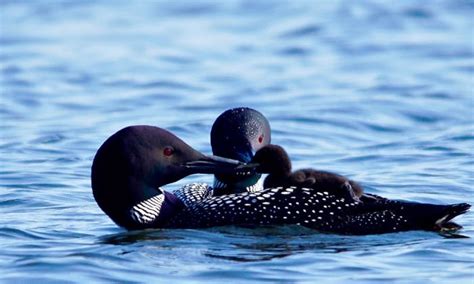 What Is the State Bird of Minnesota? - Common Loon