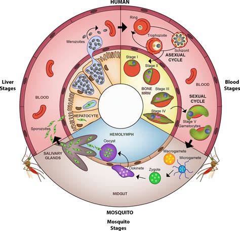 Life cycle of Plasmodium falciparum. The malaria parasite is... | Download Scientific Diagram