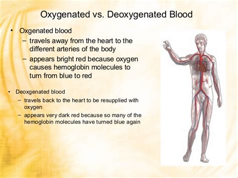 What is the difference between oxygenated and deoxygenated blood? | Socratic