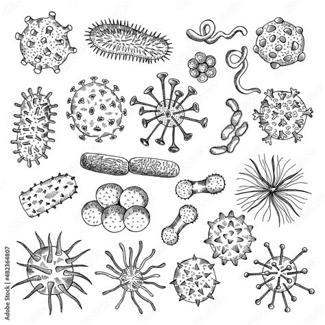 Bacteria Illustration