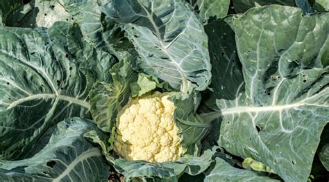 15 Tips For Bigger Brassica Harvests This Season