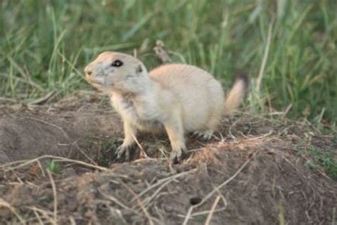 Today’s prairie dogs are remnants of a vast Great Plains ecosystem