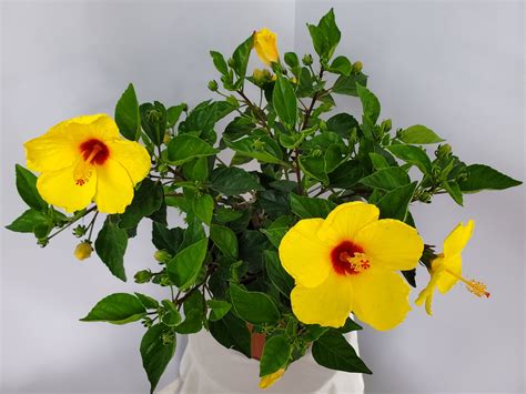 Yoder Yellow Red Throat Hibiscus Plant Hibiscus Plant Live - Etsy