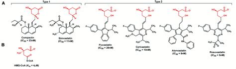 Structural Mechanism for Statin Inhibition of HMG-CoA Reductase | Science