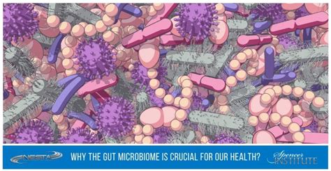 Why the Gut Microbiome Is Crucial for Our Health? - Spencer Institute ...