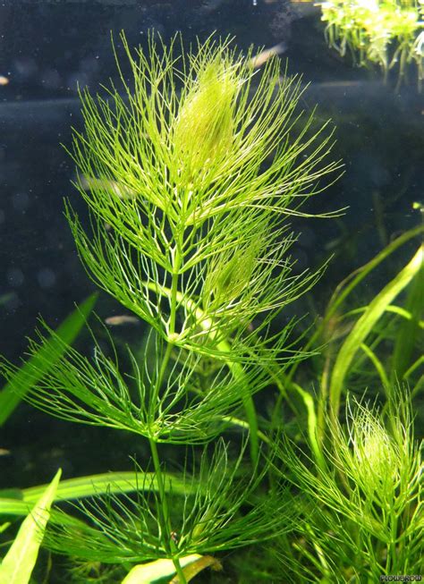 Ceratophyllum submersum - Flowgrow Aquatic Plant Database