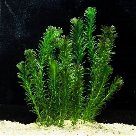 hydrilla aquatic plants to your aquarium 10 stems | Lazada PH