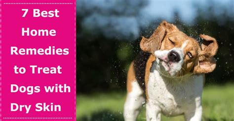 7 Best Home Remedies to Treat Dogs with Dry Skin - PetXU