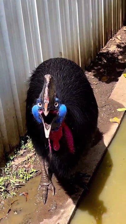 What sound does Cassowary make - the most dangerous bird in the world ...