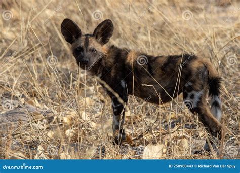 Painted Wolf Pups Play in the Grass Stock Image - Image of breakaway, african: 258960443