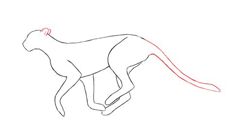 Cheetah Outline Drawing at GetDrawings | Free download