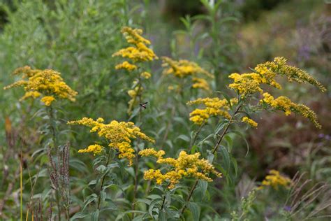 How to Grow and Care for Goldenrod