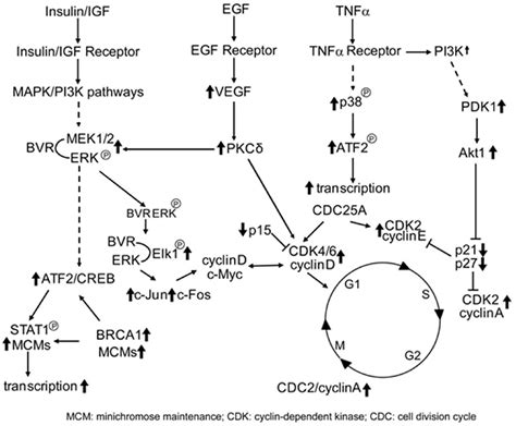 Frontiers | Biliverdin reductase: a target for cancer therapy? | Pharmacology