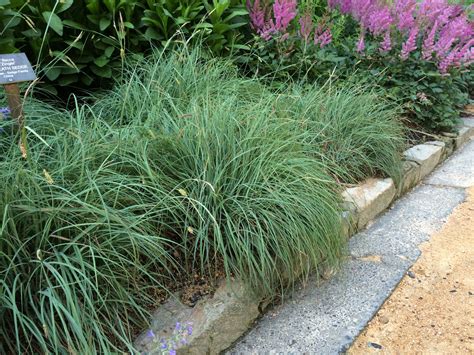 Carex flacca 'Blue Zinger' | Plants, Native plants, Outdoor landscaping