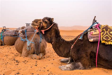 Camels in the Sahara Desert Stock Image - Image of sand, desert: 95949455