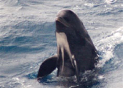 Long-finned Pilot Whale Information and Picture | Sea Animals