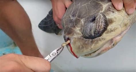 sea-turtle-with-straw-stuck-up-its-nose | #OCEANPLASTIK