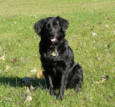 Golden Collie (Border Collie X Golden Retriever Mix), Temperament ...