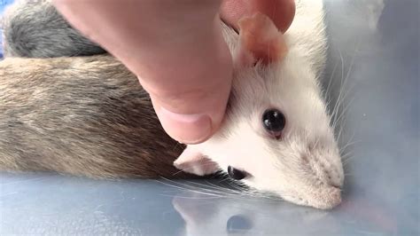 Pet Rat Bruxing & Boggling - YouTube