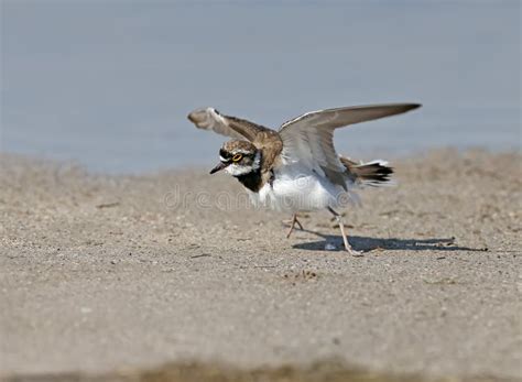 A Male Little Ringed Plover in Breeding Plumage Stock Image - Image of ...